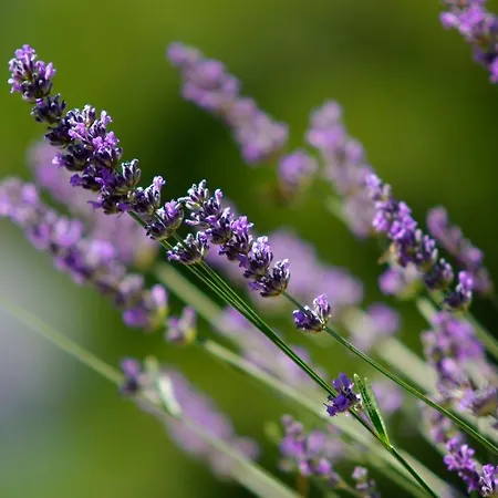 Szálloda Boutique Telenta Vela Luka